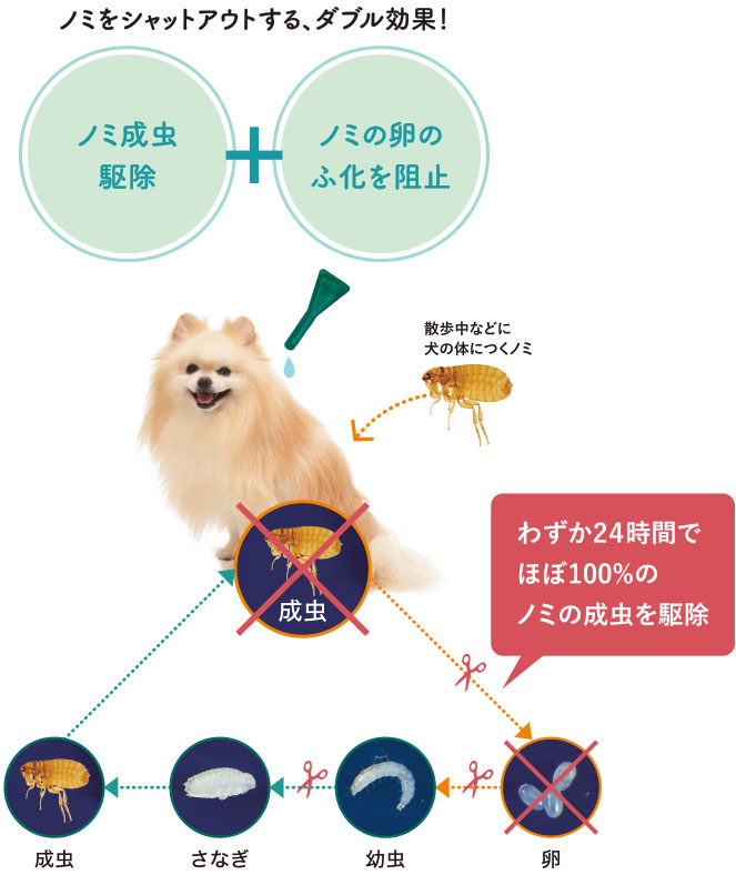 公式 フロントライン プラス製品情報 犬 猫のノミ予防 マダニ駆除薬 退治