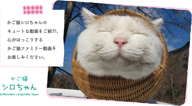かご猫シロちゃんのキュートな動画をご紹介。心がほっこりするかご猫ファミリー動画をお楽しみください。