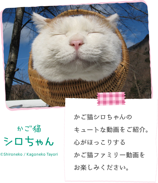 かご猫シロちゃんのキュートな動画をご紹介。心がほっこりするかご猫ファミリー動画をお楽しみください。