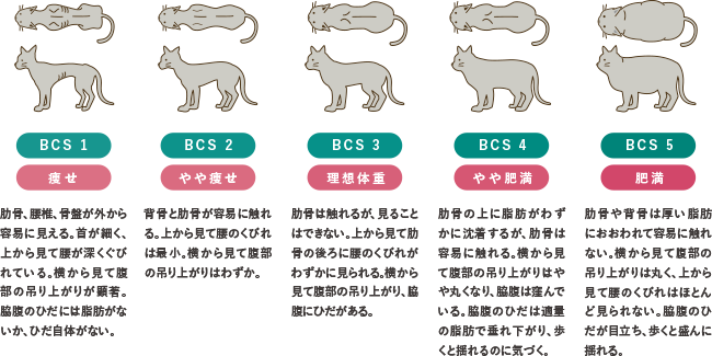 猫のボディコンディショニングスコア（BCS）と体型