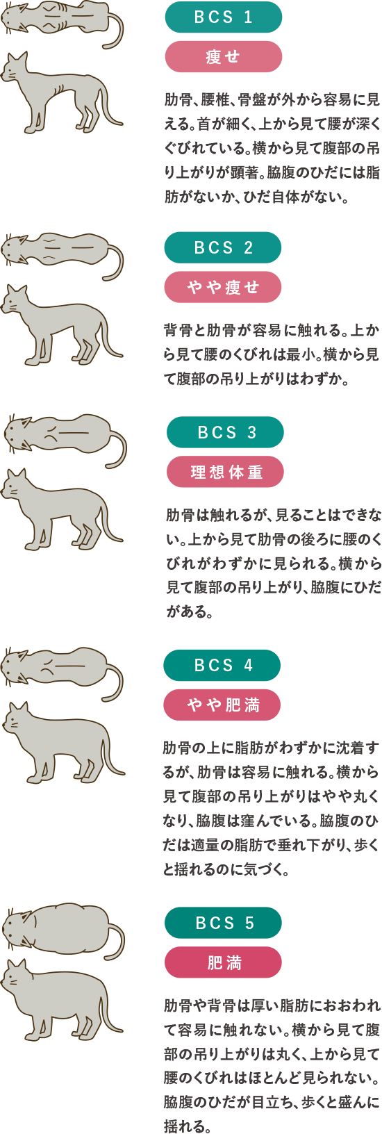 猫のボディコンディショニングスコア（BCS）と体型