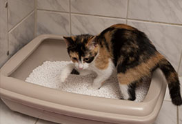 猫の血尿、便秘、下痢…うんちやおしっこをよく観察しよう